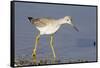 Greater Yellowlegs-Hal Beral-Framed Stretched Canvas