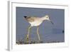 Greater Yellowlegs-Hal Beral-Framed Photographic Print