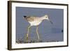 Greater Yellowlegs-Hal Beral-Framed Photographic Print