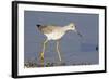 Greater Yellowlegs-Hal Beral-Framed Photographic Print