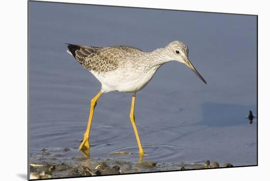 Greater Yellowlegs-Hal Beral-Mounted Photographic Print