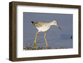 Greater Yellowlegs-Hal Beral-Framed Photographic Print