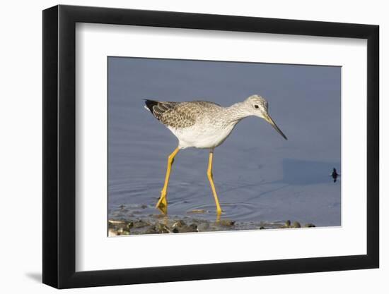 Greater Yellowlegs-Hal Beral-Framed Photographic Print