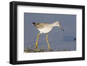 Greater Yellowlegs-Hal Beral-Framed Photographic Print