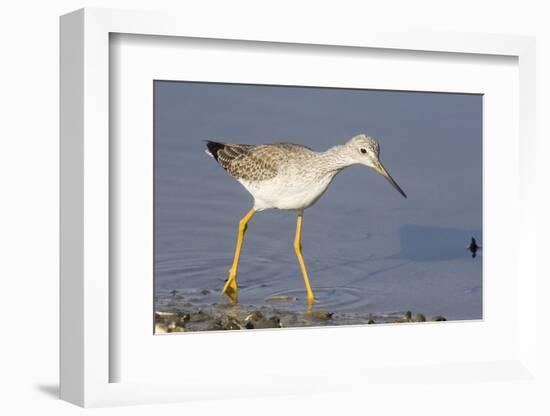 Greater Yellowlegs-Hal Beral-Framed Photographic Print