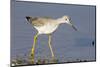 Greater Yellowlegs-Hal Beral-Mounted Photographic Print