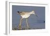 Greater Yellowlegs-Hal Beral-Framed Photographic Print