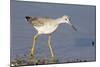 Greater Yellowlegs-Hal Beral-Mounted Photographic Print