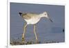 Greater Yellowlegs-Hal Beral-Framed Photographic Print