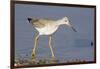 Greater Yellowlegs-Hal Beral-Framed Photographic Print