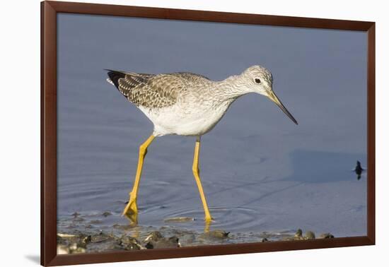 Greater Yellowlegs-Hal Beral-Framed Photographic Print