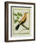 Greater Yellownape-Georges-Louis Buffon-Framed Giclee Print