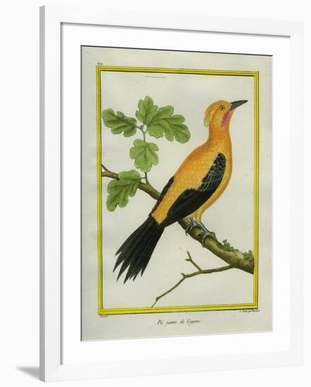 Greater Yellownape-Georges-Louis Buffon-Framed Giclee Print