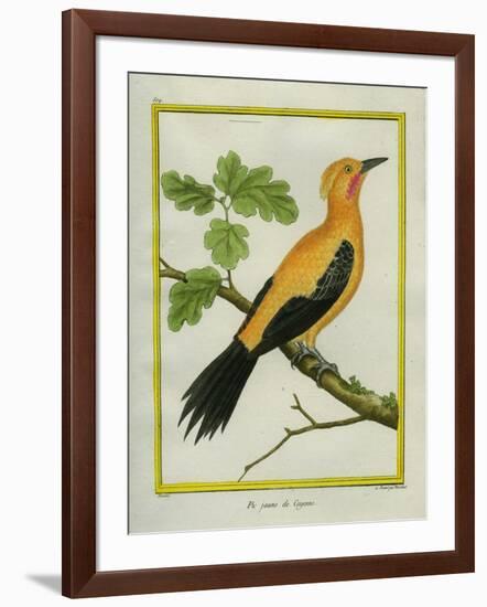 Greater Yellownape-Georges-Louis Buffon-Framed Giclee Print