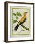 Greater Yellownape-Georges-Louis Buffon-Framed Giclee Print