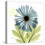 Greatful Chrysanthemum H68-Albert Koetsier-Stretched Canvas