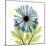Greatful Chrysanthemum H68-Albert Koetsier-Mounted Photographic Print