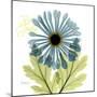 Greatful Chrysanthemum H68-Albert Koetsier-Mounted Photographic Print