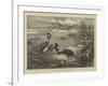 Grebes and their Nests-null-Framed Giclee Print