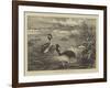 Grebes and their Nests-null-Framed Giclee Print