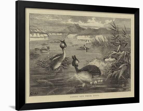 Grebes and their Nests-null-Framed Giclee Print