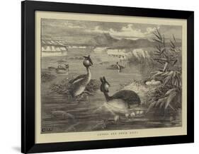 Grebes and their Nests-null-Framed Giclee Print