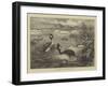 Grebes and their Nests-null-Framed Giclee Print