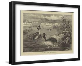 Grebes and their Nests-null-Framed Giclee Print