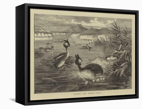 Grebes and their Nests-null-Framed Stretched Canvas