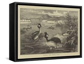 Grebes and their Nests-null-Framed Stretched Canvas