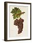 Grec Rouge Grape-J. Troncy-Framed Giclee Print