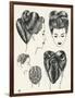 Grecian Contour Hairstyle Diagrams-null-Framed Art Print