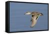 Greeb-Winged Teal Hen in Flight-Hal Beral-Framed Stretched Canvas