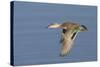 Greeb-Winged Teal Hen in Flight-Hal Beral-Stretched Canvas