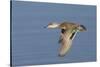 Greeb-Winged Teal Hen in Flight-Hal Beral-Stretched Canvas