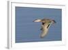 Greeb-Winged Teal Hen in Flight-Hal Beral-Framed Photographic Print