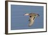 Greeb-Winged Teal Hen in Flight-Hal Beral-Framed Photographic Print