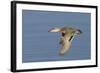 Greeb-Winged Teal Hen in Flight-Hal Beral-Framed Photographic Print