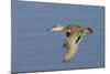 Greeb-Winged Teal Hen in Flight-Hal Beral-Mounted Photographic Print