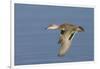 Greeb-Winged Teal Hen in Flight-Hal Beral-Framed Photographic Print