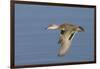 Greeb-Winged Teal Hen in Flight-Hal Beral-Framed Photographic Print