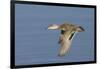 Greeb-Winged Teal Hen in Flight-Hal Beral-Framed Photographic Print