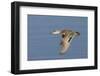 Greeb-Winged Teal Hen in Flight-Hal Beral-Framed Photographic Print