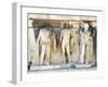 Greece, Athens, the Acropolis of Athens, Dionysus Theatre, Reliefs of Proscenium-null-Framed Giclee Print