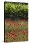 Greece, Central Macedonia, Dion, Poppy Field-Walter Bibikow-Stretched Canvas