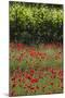 Greece, Central Macedonia, Dion, Poppy Field-Walter Bibikow-Mounted Photographic Print