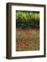 Greece, Central Macedonia, Dion, Poppy Field-Walter Bibikow-Framed Photographic Print