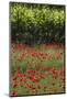Greece, Central Macedonia, Dion, Poppy Field-Walter Bibikow-Mounted Photographic Print