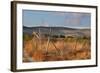 Greece, Crete, Chandras Plateau, Wind Turbines, Evening Light-Catharina Lux-Framed Photographic Print