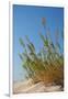 Greece, Crete, Elafonisi, Dune Grass, Nature Conservation-Catharina Lux-Framed Photographic Print